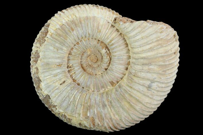 Perisphinctes Ammonite - Jurassic #100292
